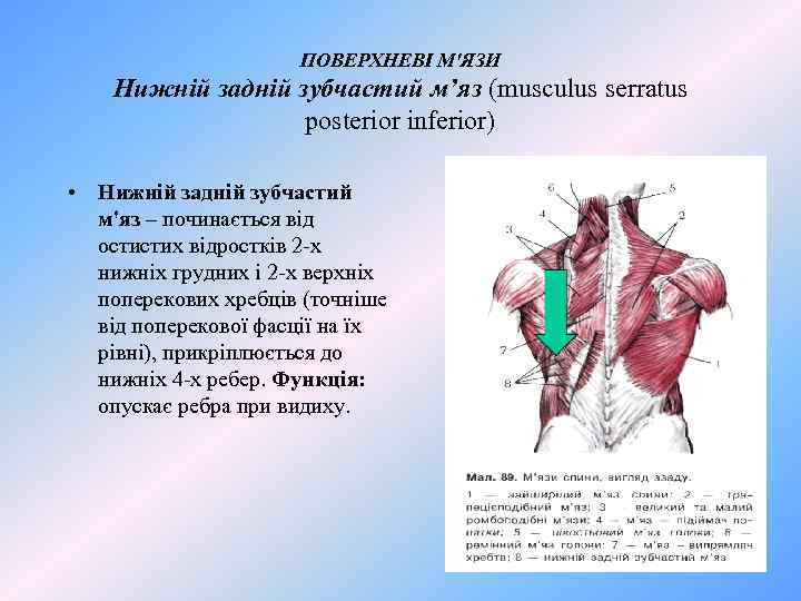 ПОВЕРХНЕВІ М'ЯЗИ Нижній задній зубчастий м’яз (musculus serratus posterior inferior) • Нижній задній зубчастий