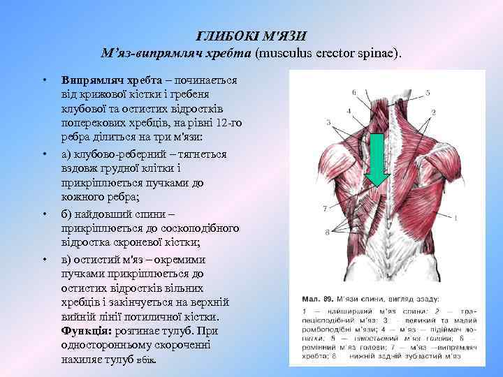 ГЛИБОКІ М'ЯЗИ М’яз-випрямляч хребта (musculus erector spinae). • • Випрямляч хребта – починається від