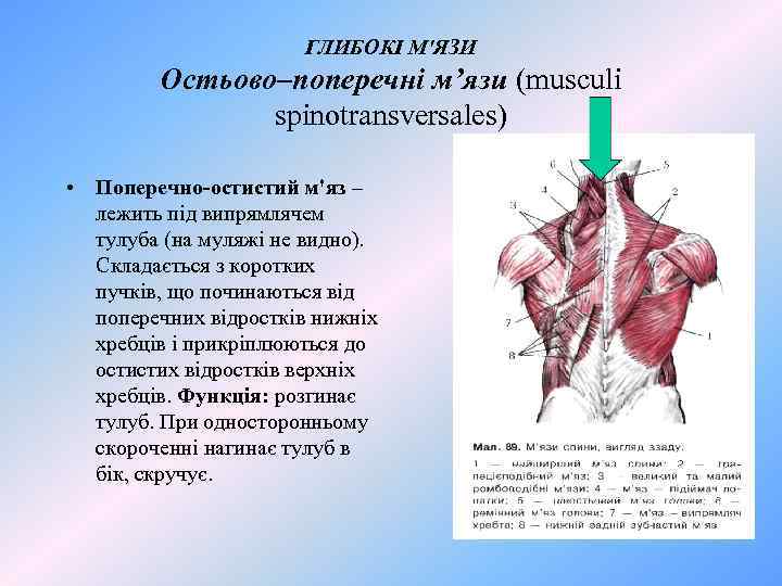 ГЛИБОКІ М'ЯЗИ Остьово–поперечні м’язи (musculi spinotransversales) • Поперечно-остистий м'яз – лежить під випрямлячем тулуба