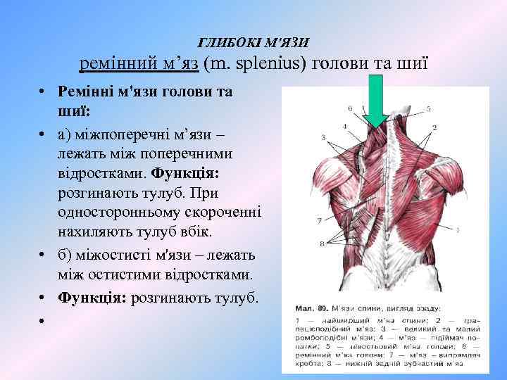 ГЛИБОКІ М'ЯЗИ ремінний м’яз (m. splenius) голови та шиї • Ремінні м'язи голови та