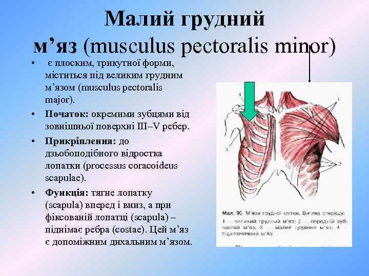 Малий грудний м’яз (musculus pectoralis minor) • є плоским, трикутної форми, міститься під великим