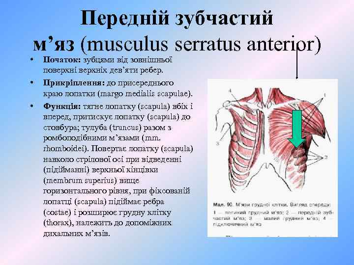 Передній зубчастий м’яз (musculus serratus anterior) • • • Початок: зубцями від зовнішньої поверхніх