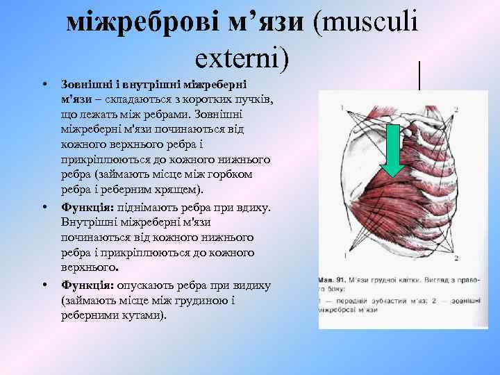 міжреброві м’язи (musculi externi) • • • Зовнішні і внутрішні міжреберні м'язи – складаються