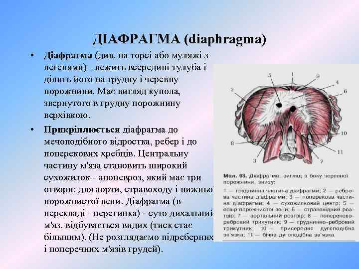 ДІАФРАГМА (diaphragma) • Діафрагма (див. на торсі або муляжі з легенями) - лежить всередині