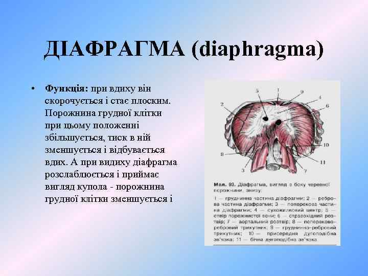 ДІАФРАГМА (diaphragma) • Функція: при вдиху він скорочується і стає плоским. Порожнина грудної клітки