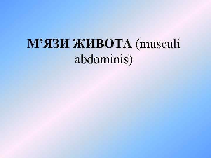 М’ЯЗИ ЖИВОТА (musculi abdominis) 