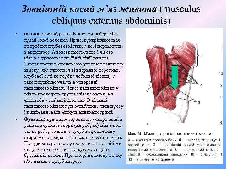 Зовнішній косий м’яз живота (musculus obliquus externus abdominis) • • починається від нижніх восьми