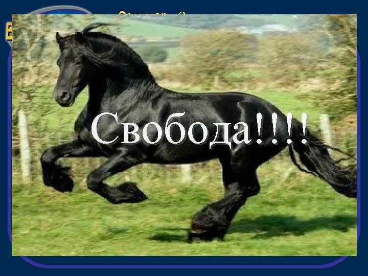 Семинар «Открытие» Свобода!!!! 