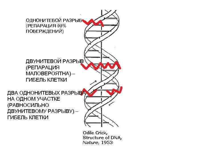 ОДНОНИТЕВОЙ РАЗРЫВ (РЕПАРАЦИЯ 99% ПОВЕРЖДЕНИЙ) ДВУНИТЕВОЙ РАЗРЫВ (РЕПАРАЦИЯ МАЛОВЕРОЯТНА) – ГИБЕЛЬ КЛЕТКИ ДВА ОДНОНИТЕВЫХ