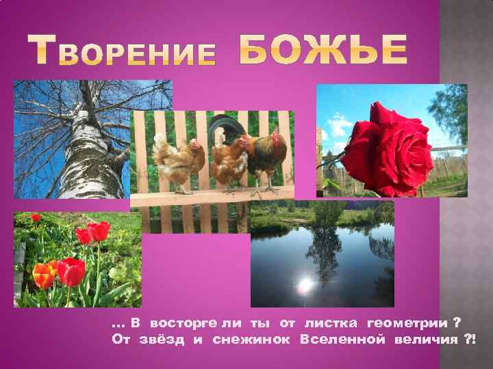 … В восторге ли ты от листка геометрии ? От звёзд и снежинок Вселенной