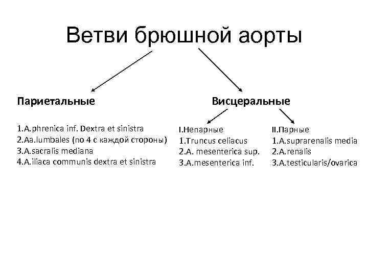 Ветви брюшной аорты Париетальные 1. A. phrenica inf. Dextra et sinistra 2. Aa. lumbales