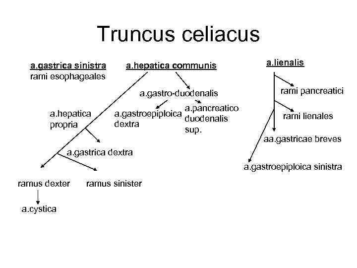 Truncus celiacus a. gastrica sinistra rami esophageales a. hepatica communis a. gastro-duodenalis a. hepatica