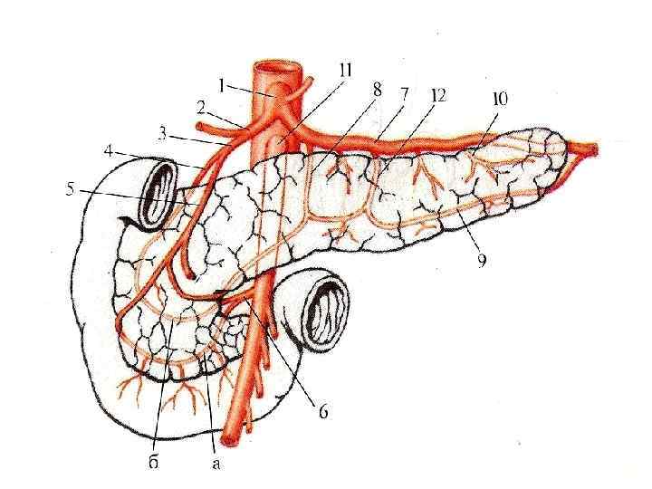 Кровоснабжение поджелудочной железы схема