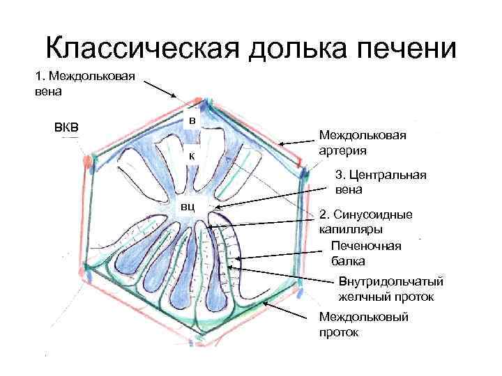 Классическая долька печени 1. Междольковая вена ВКВ в к Междольковая артерия 3. Центральная вена