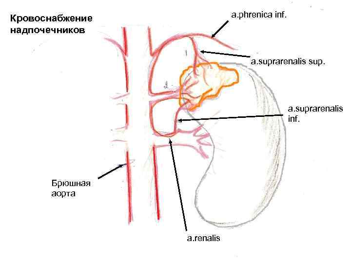 Схемы вебера ангиология