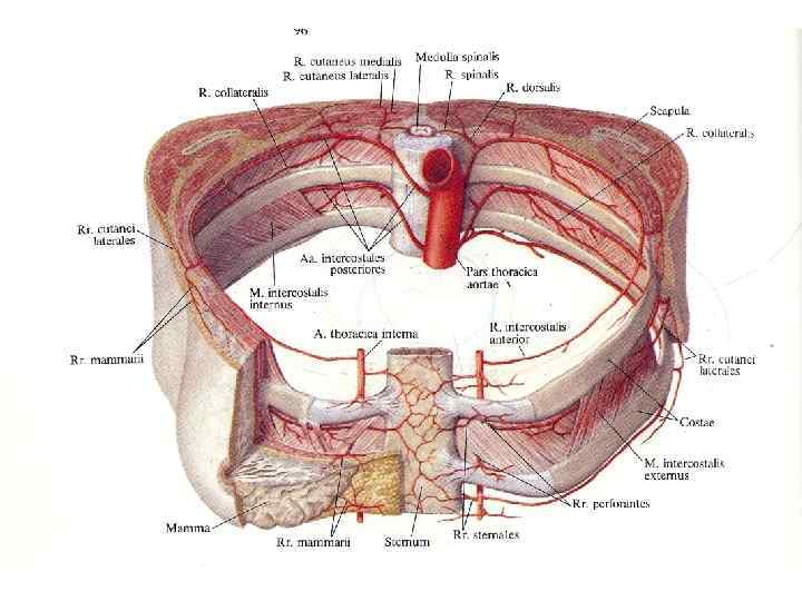 Кровоснабжение передней грудной стенки