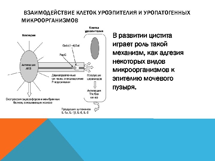 Взаимодействие клеток. Механизмы адгезии микроорганизмов. Неспецифическая адгезия микроорганизмов. Адгезия микробиология.