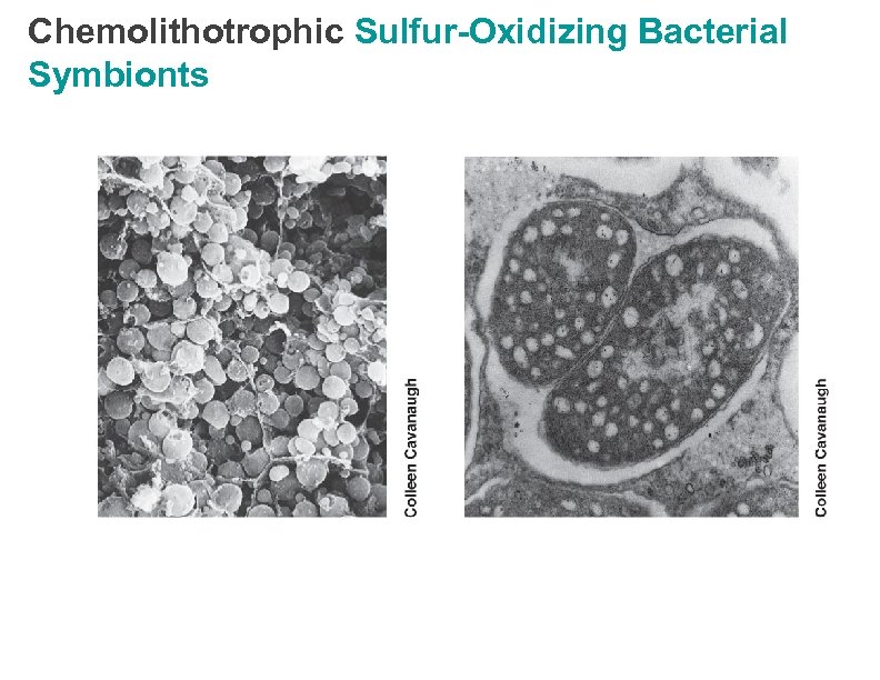 Chemolithotrophic Sulfur-Oxidizing Bacterial Symbionts 