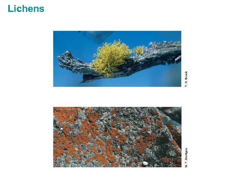 Lichens 