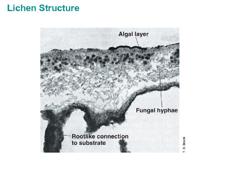 Lichen Structure 