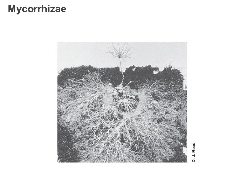 Mycorrhizae 