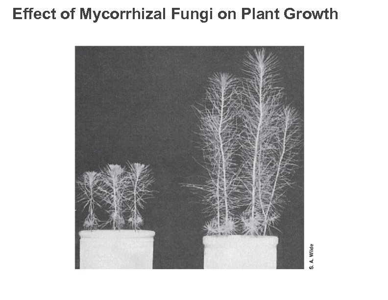 Effect of Mycorrhizal Fungi on Plant Growth 