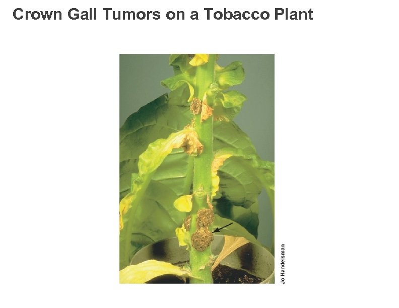 Crown Gall Tumors on a Tobacco Plant 