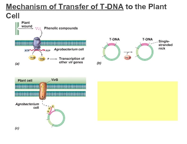 Mechanism of Transfer of T-DNA to the Plant Cell 
