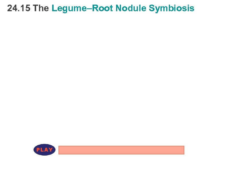 24. 15 The Legume–Root Nodule Symbiosis 