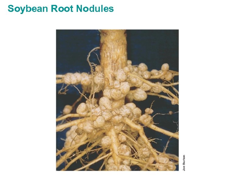 Soybean Root Nodules 