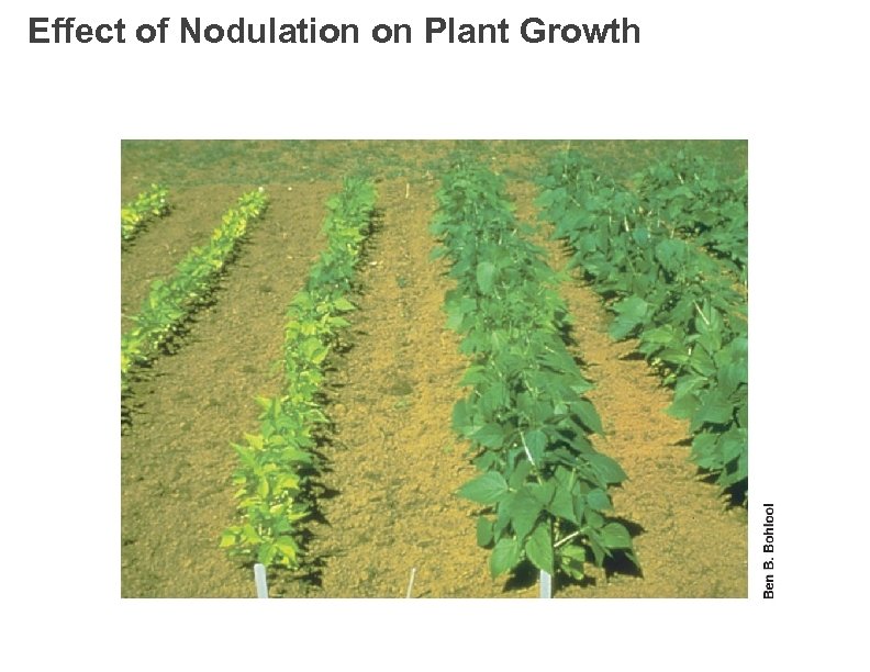 Effect of Nodulation on Plant Growth 