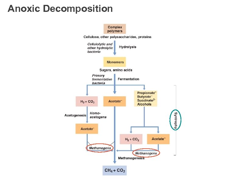 Anoxic Decomposition 