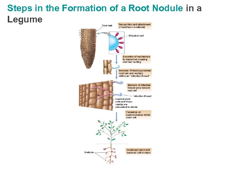 Steps in the Formation of a Root Nodule in a Legume 