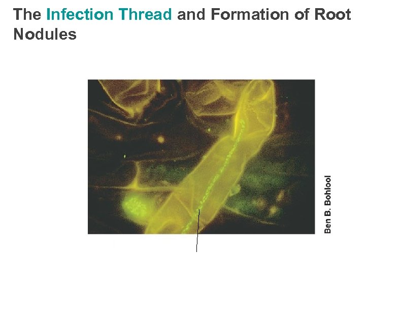 The Infection Thread and Formation of Root Nodules 