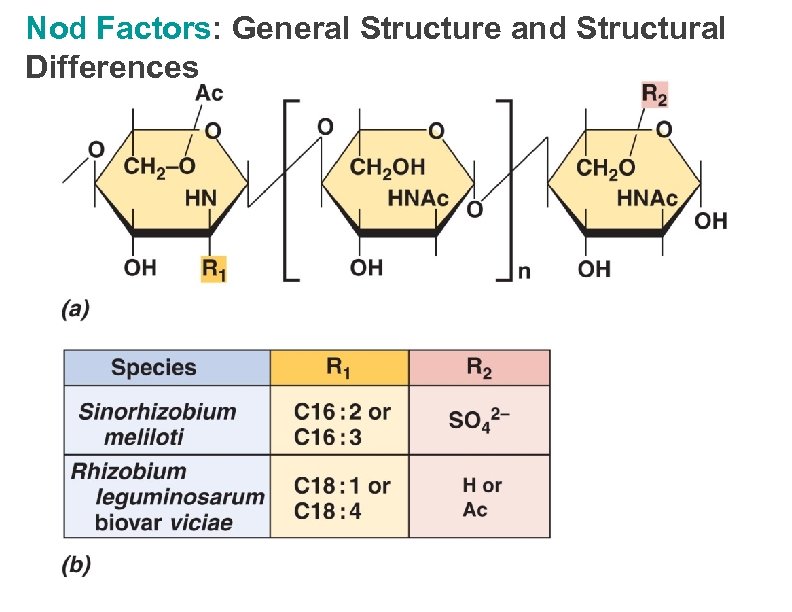 Nod Factors: General Structure and Structural Differences 