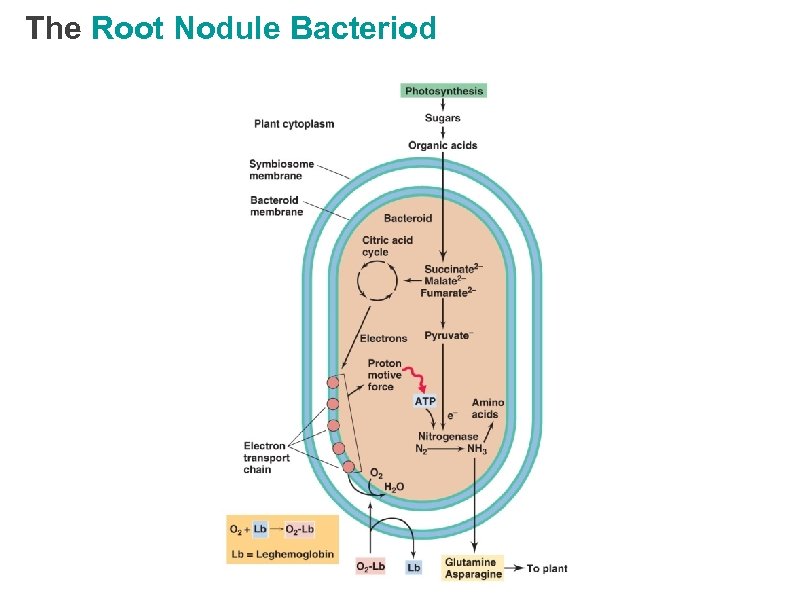The Root Nodule Bacteriod 