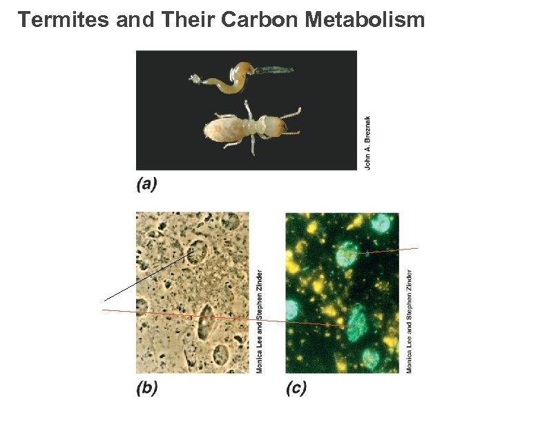 Termites and Their Carbon Metabolism 