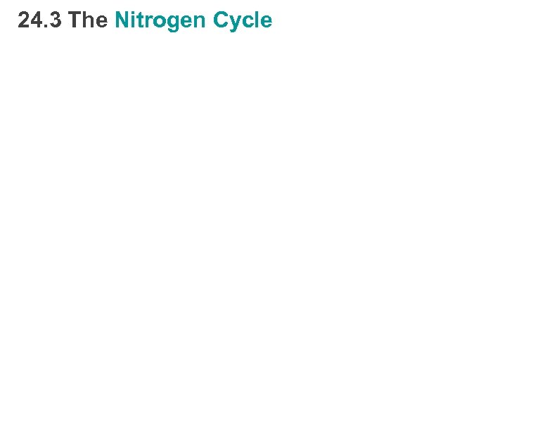 24. 3 The Nitrogen Cycle 