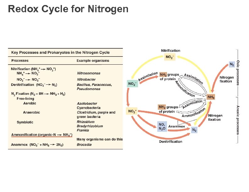 Redox Cycle for Nitrogen 
