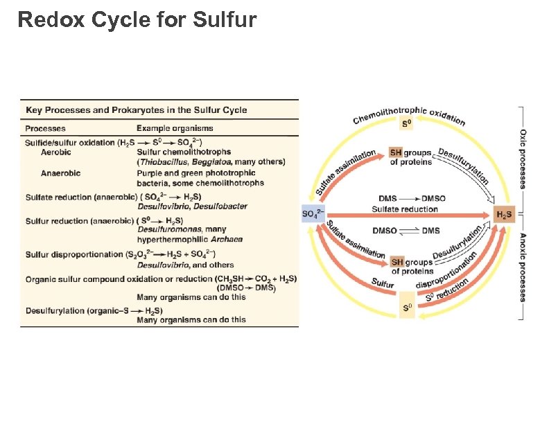 Redox Cycle for Sulfur 