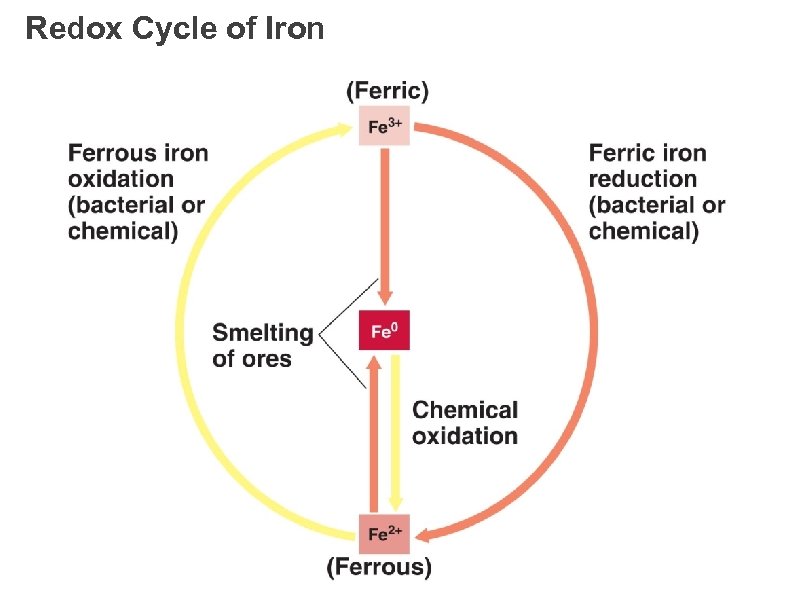 Redox Cycle of Iron 