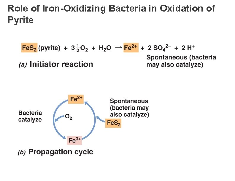Role of Iron-Oxidizing Bacteria in Oxidation of Pyrite 