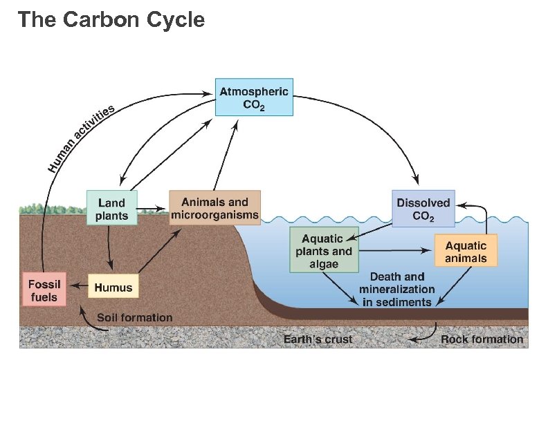 The Carbon Cycle 