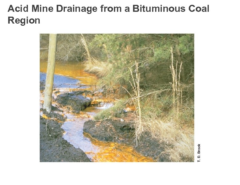 Acid Mine Drainage from a Bituminous Coal Region 