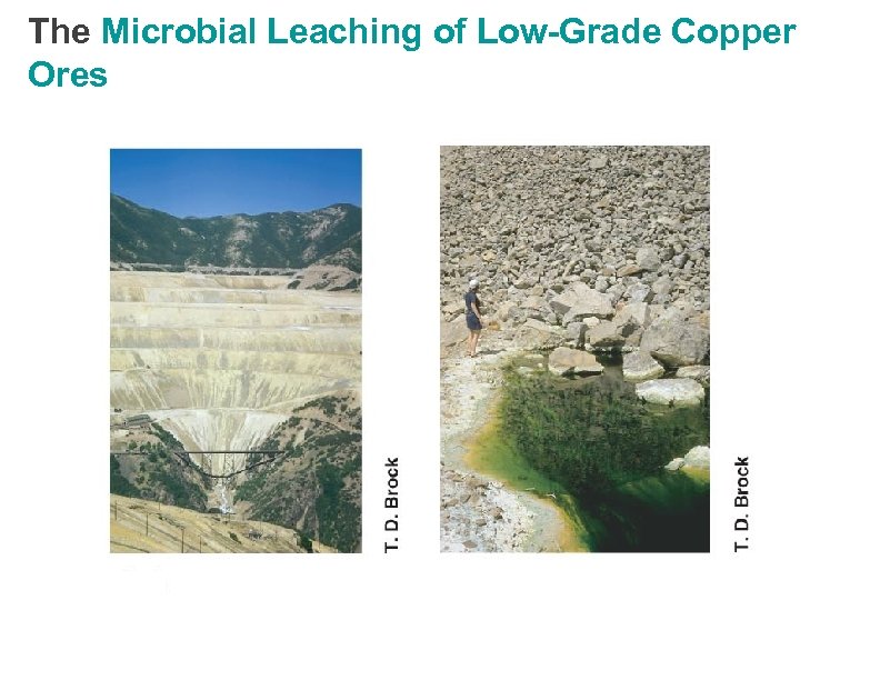 The Microbial Leaching of Low-Grade Copper Ores 