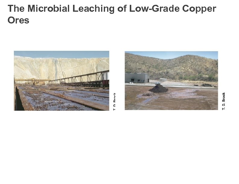 The Microbial Leaching of Low-Grade Copper Ores 