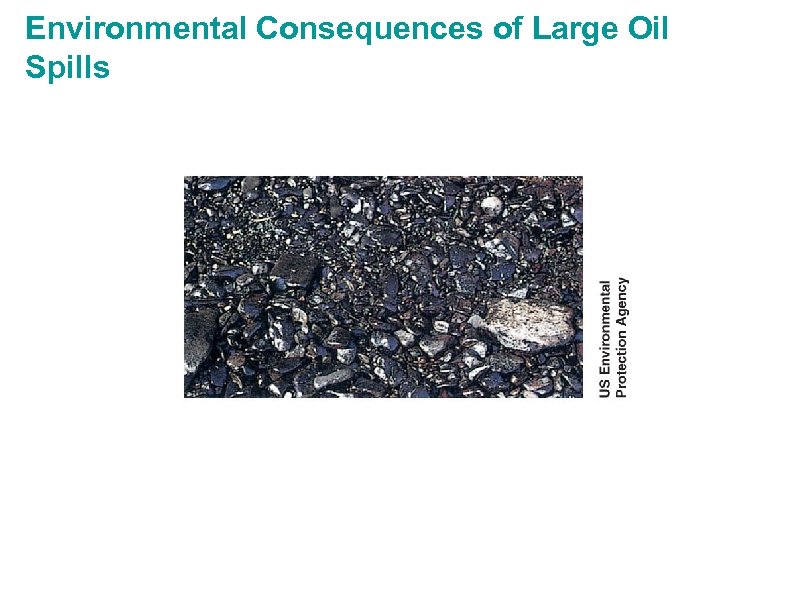 Environmental Consequences of Large Oil Spills 