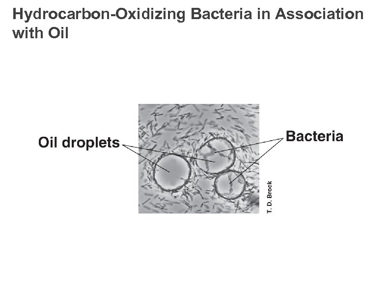 Hydrocarbon-Oxidizing Bacteria in Association with Oil 