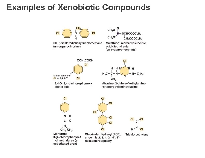 Examples of Xenobiotic Compounds 