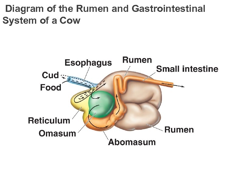 Diagram of the Rumen and Gastrointestinal System of a Cow 